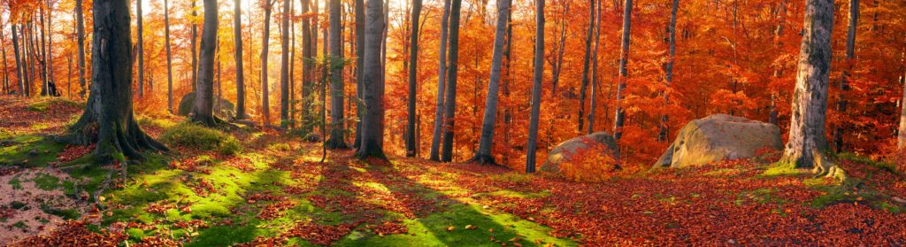 Remotely Led Forest Bathing Walks for Healthcare Professionals