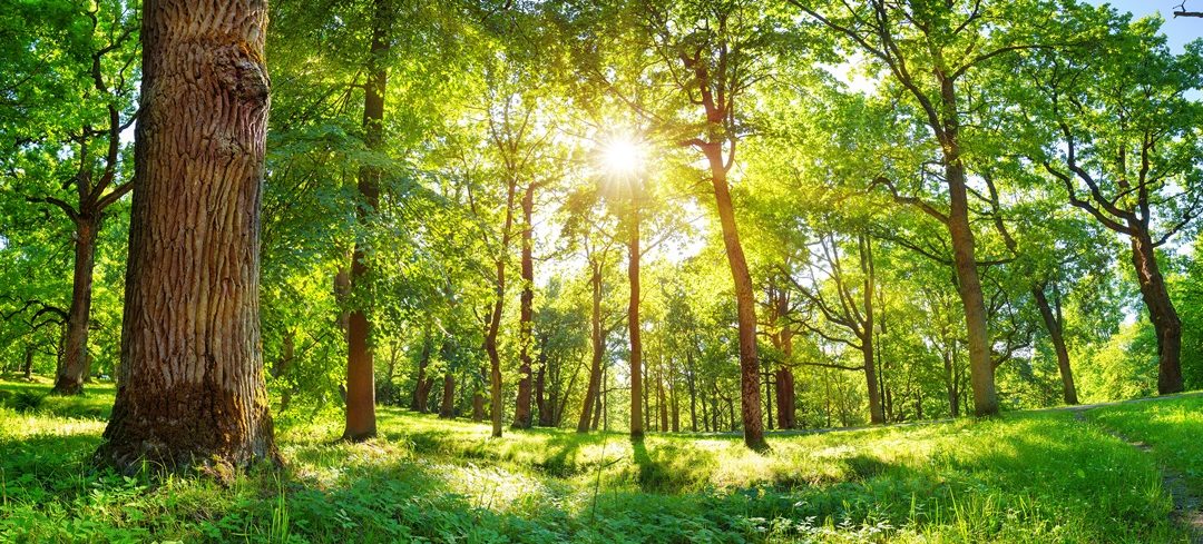 The Stress-Reducing Power of ‘Forest Bathing’: Can it Work for You?
